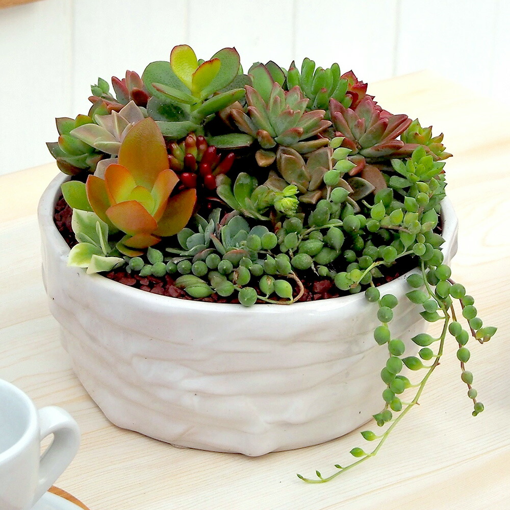 楽天市場】多肉植物「寄せ植え3個セット」 日比谷花壇 誕生日 花