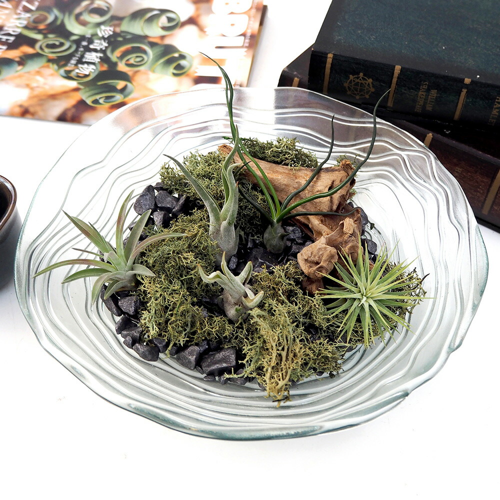 楽天市場】観葉植物「オリーブアンティークポット」 日比谷花壇 誕生日