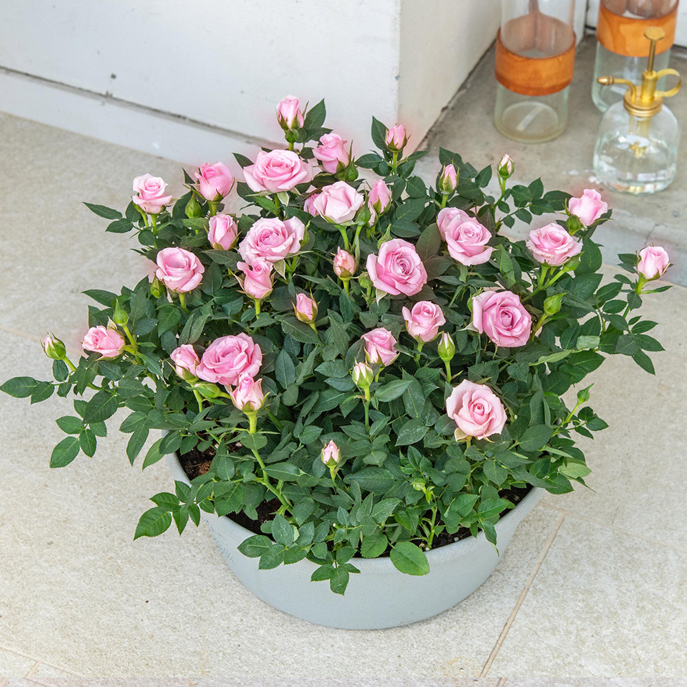 史上最も激安 誕生日 花 プレゼント ギフト 鉢花 花鉢 セントラルローズ ミニバラ ピンク