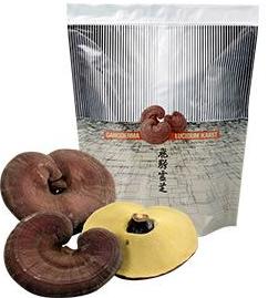 高品質 飛騨 霊芝 姿 500ｇ・約５ヶ月分
