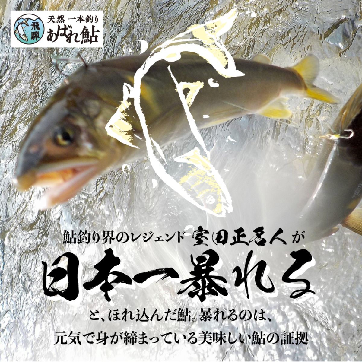 楽天市場 飛騨のあばれ鮎 大 天然鮎 10匹 天然 アユ 鮎 岐阜県 室田名人 暴れ鮎 ヒダカラ商店