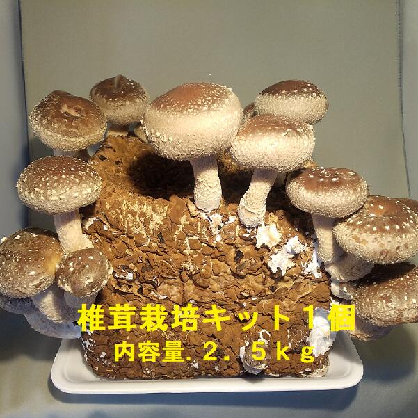 椎茸栽培キット4個入り　 キノコ きのこ 椎茸 しいたけ シイタケ 家庭菜園  自由研究 観察 初心者 格安 生産者直売