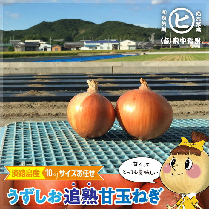 ☆連休セール中お値引きＯＫ！玉の柄　④ tui-free-10kg.jpg