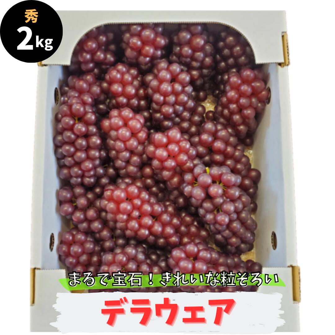 【先行予約】デラウェア 2kg 秀品 鳥取県産  13～15房 送料無料 デラウエア ギフト 贈答用 御中元 御歳暮 敬老の日 葡萄 ぶどう ブドウ プレゼント 御礼 御祝 御供 果物 くだもの フルーツ　　鳥取県産デラウェア