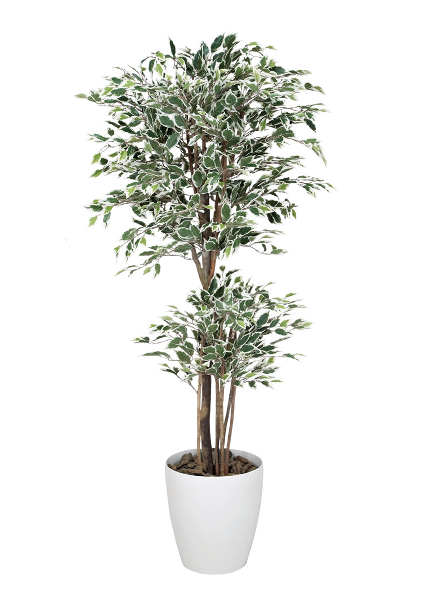 光触媒観葉植物 ベンジャミンスリム 356A280- 光触媒観葉植物 ベンジャミンスリム 356A280