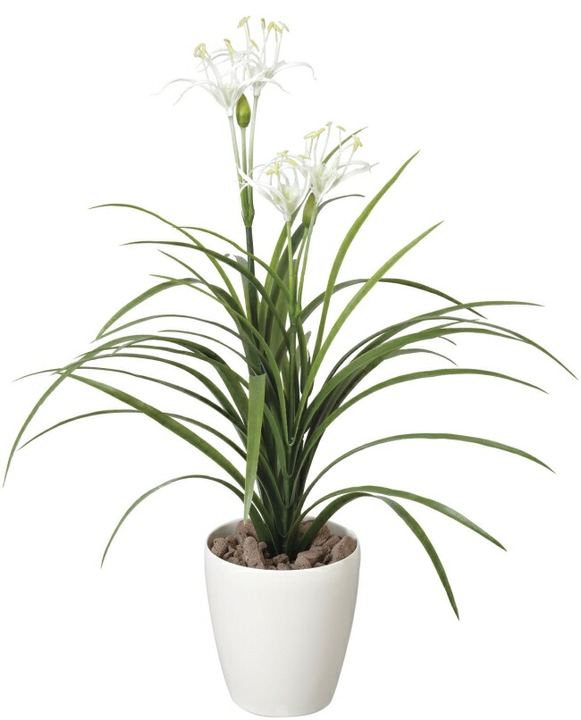 New限定品 楽天市場 光触媒 光の楽園ユッカ花付 高さ81cm インテリアグリーン 人工観葉植物 花と観葉植物の専門店 光の楽園 工場直送 Www Lexusoman Com