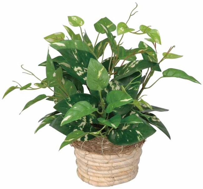 光触媒　人工観葉植物　フェイクグリーン　フレッシュポトス1.2m g46043]Fresh Pothos 光触媒人工植物 フレッシュポトス M 観葉