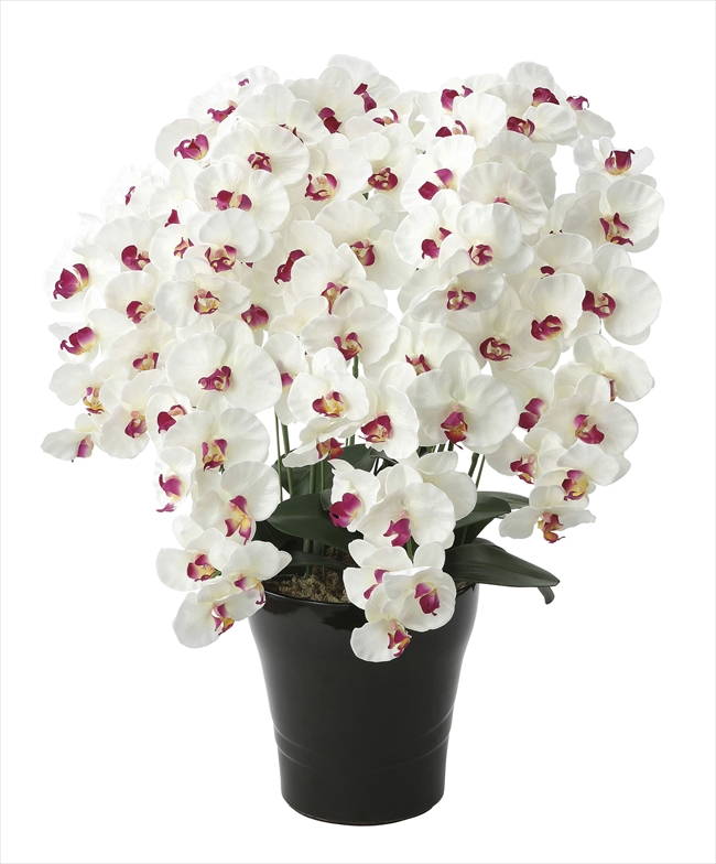 光触媒　人工観葉植物　フェイクグリーン　ロイヤル胡蝶蘭５本立W/AB 916a150.jpg