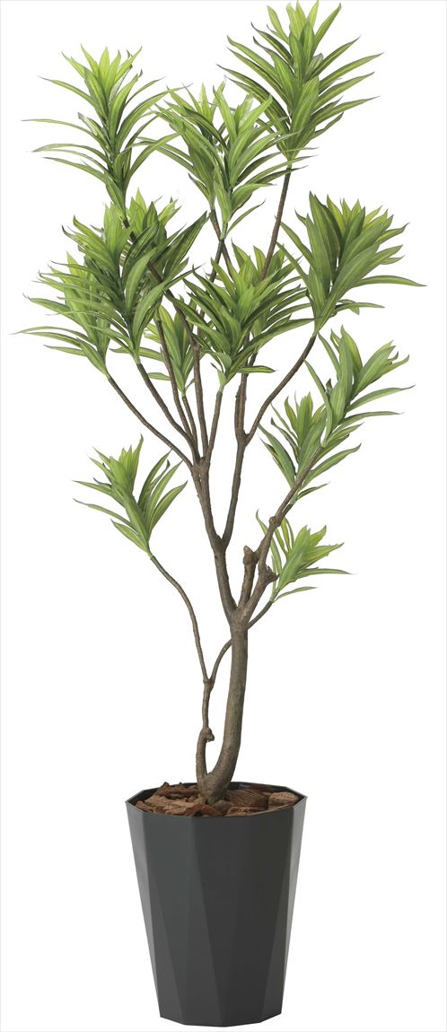 高い素材 楽天市場 光触媒 人工観葉植物光の楽園 フレッシュドラセナ 高さ 1 8mインテリア フェイクグリーン 花と観葉植物の専門店 光の楽園 本店は Lexusoman Com