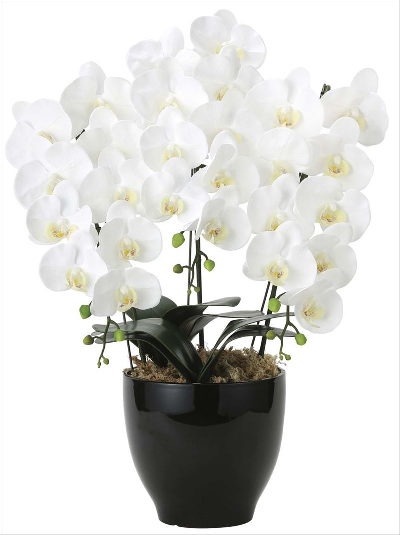 造花光の楽園 光の楽園 造花光の楽園 光触媒 新築祝い 開店祝い 誕生日祝い 開業祝いなどのギフトに 玄関やリビングのインテリアにお手入れいらずの光の楽園 花 観葉植物 光触媒 フレッシュ胡蝶蘭 3本立wフラワーアレンジメンド 花と観葉植物の専門店