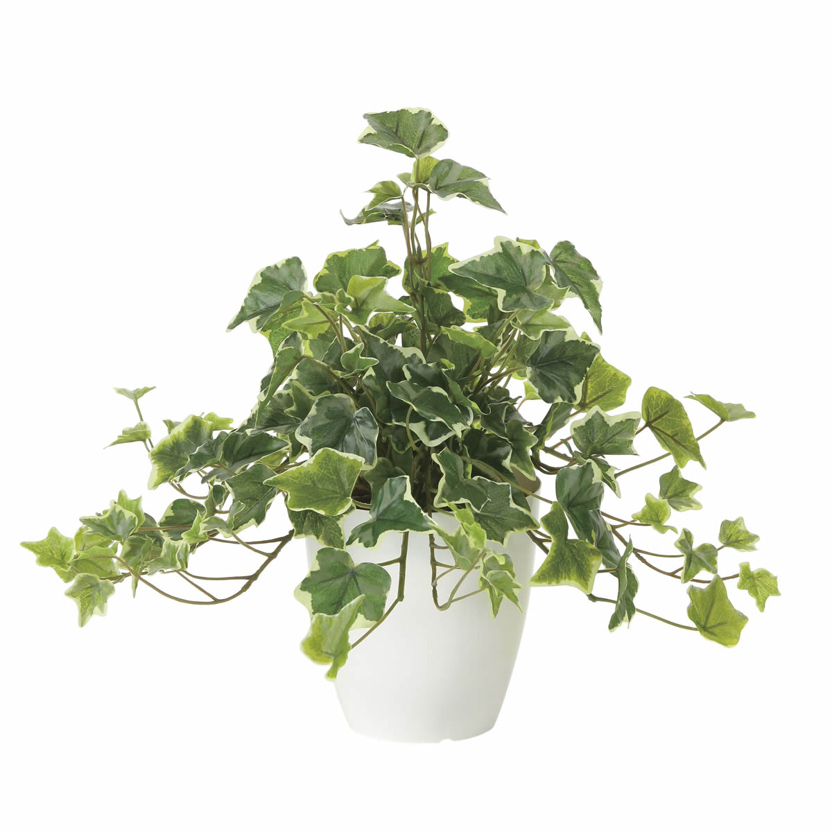 楽天市場】光触媒 観葉植物 光の楽園 ベンジャミン ダブル 高さ1.6m