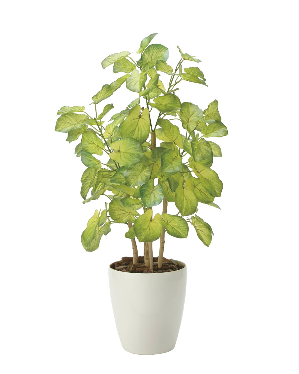 楽天市場】光触媒 光の楽園 フレッシュマネーツリー 90 フェイク