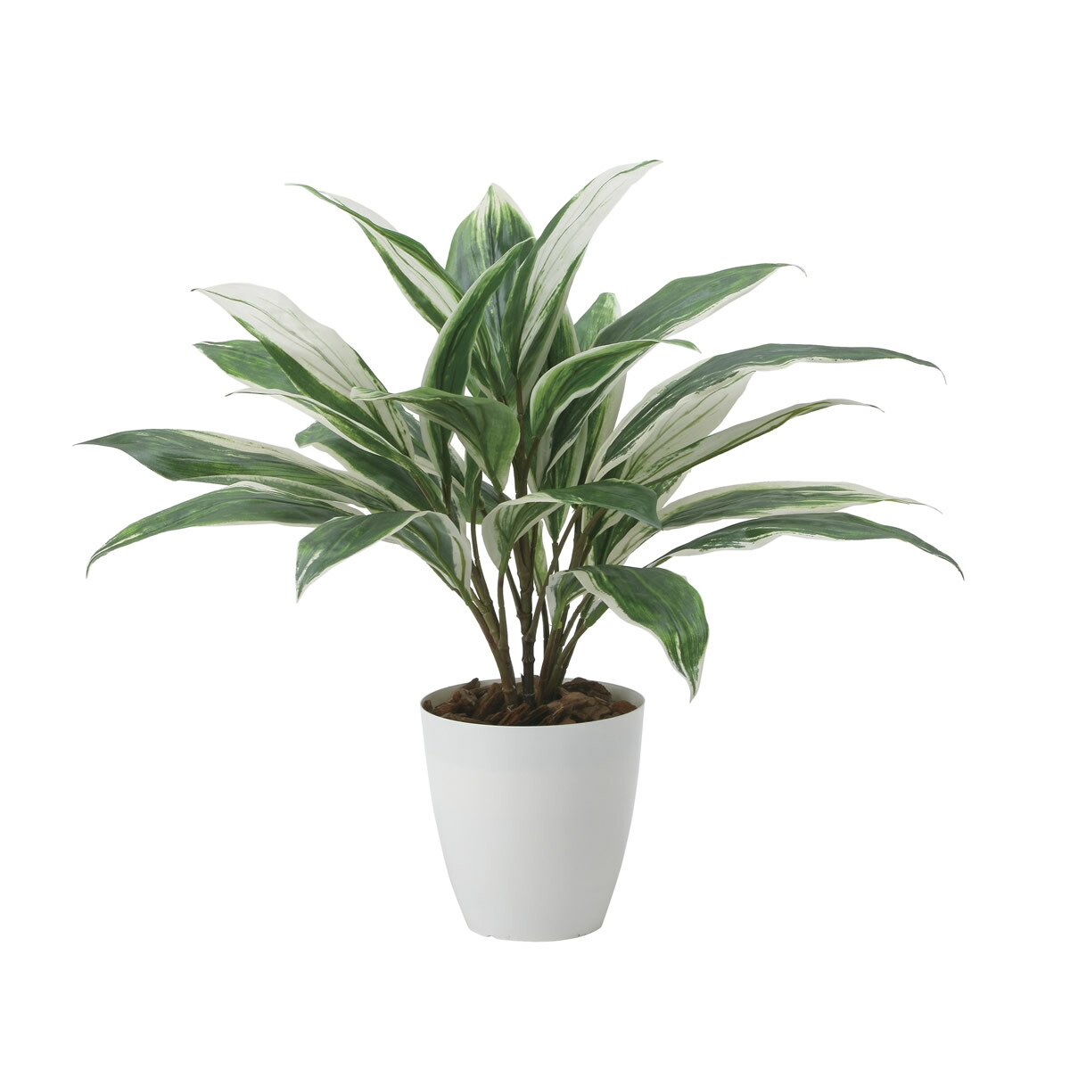 楽天市場】光触媒 光の楽園 ドラセナジャネット1.0【インテリア