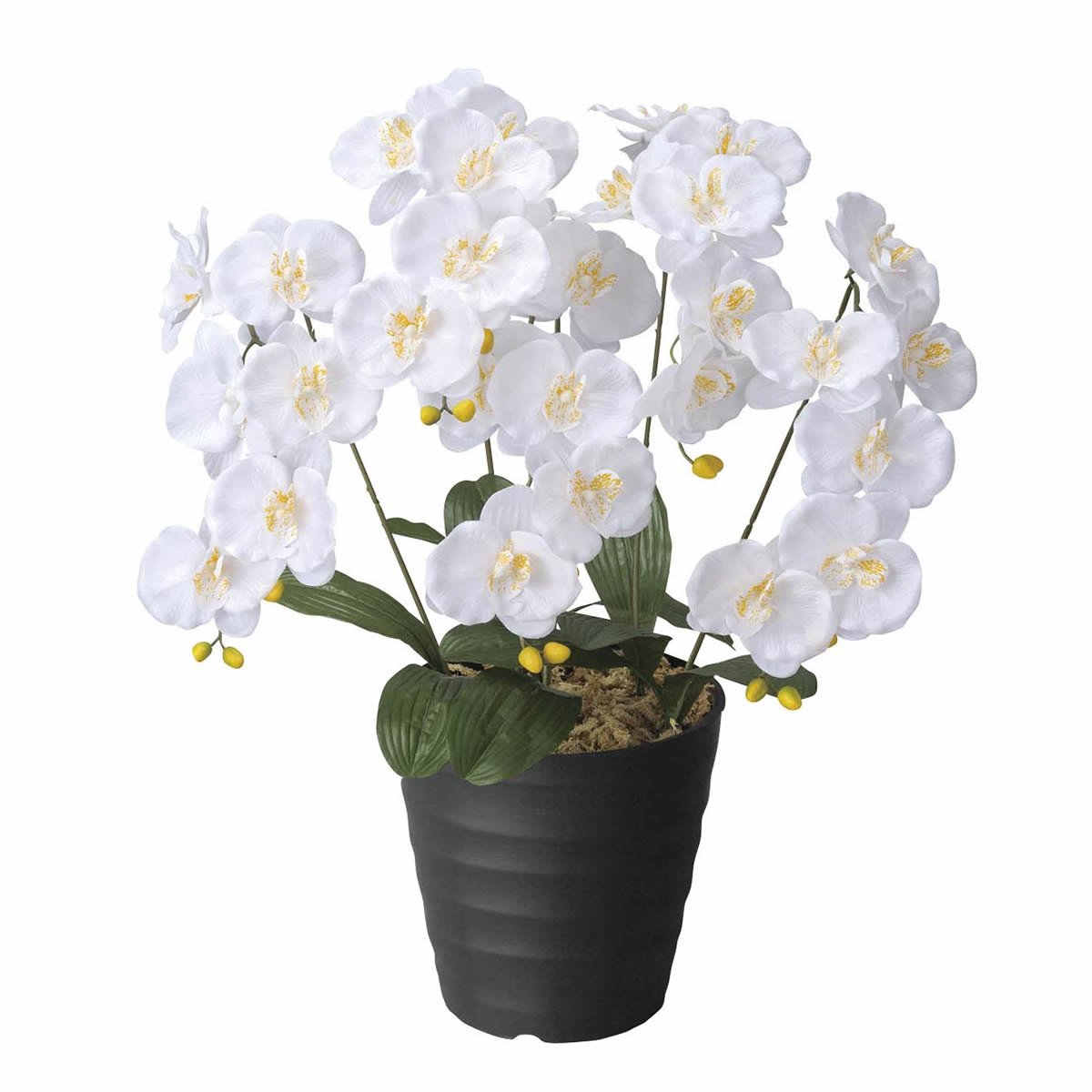 楽天市場】光触媒 造花光の楽園 クイーン胡蝶蘭5本立W/AB【ラッピング