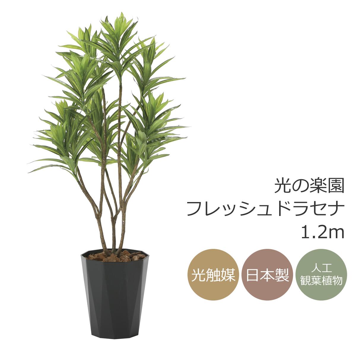 楽天市場】光触媒 光の楽園 フレッシュアルテシマ1.65m フェイク