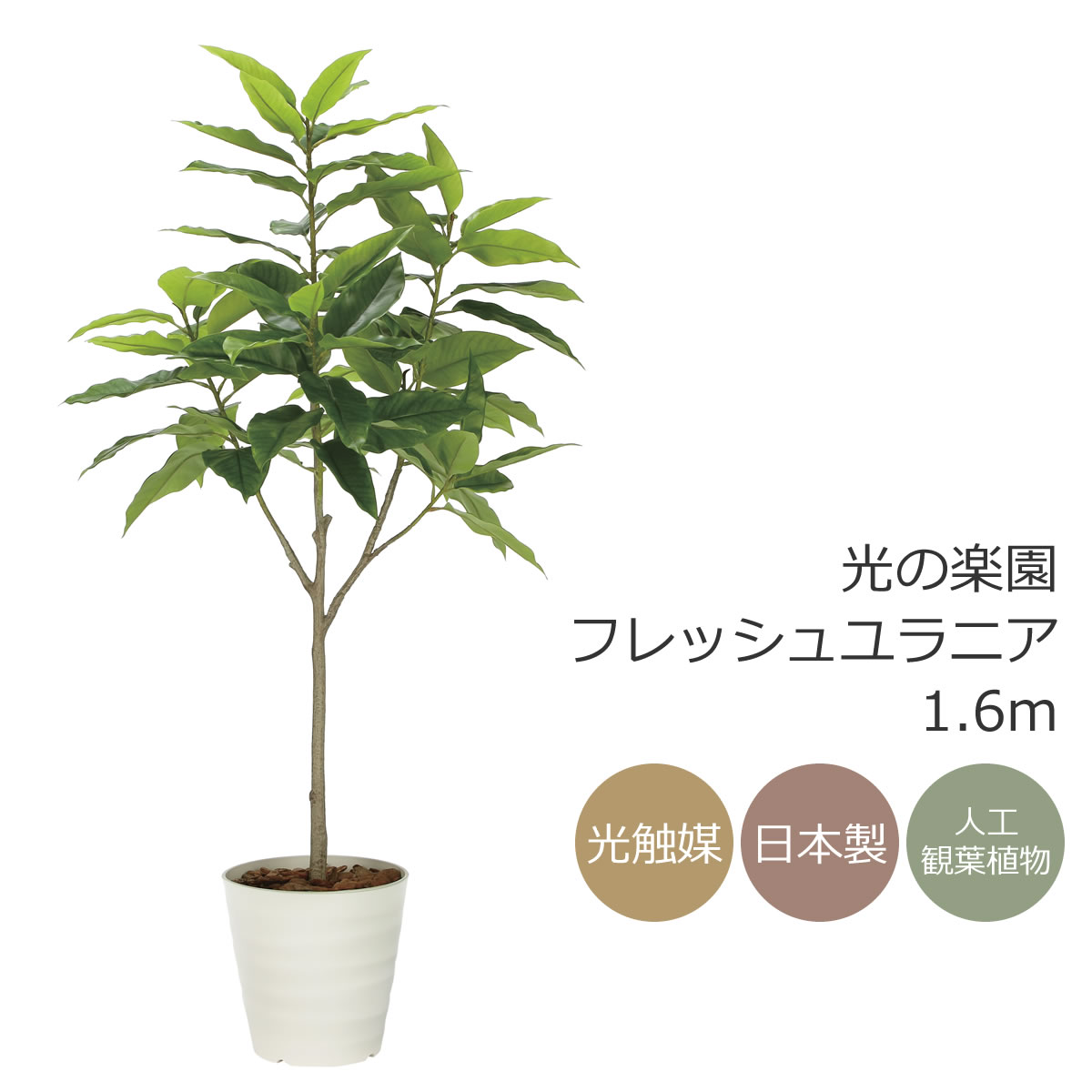 光触媒 光の楽園 フレッシュユラニア1.6m フェイクグリーン 大型 人工観葉植物(2325A400)（※ラッピング不可）｜花と観葉植物の専門店 光の楽園