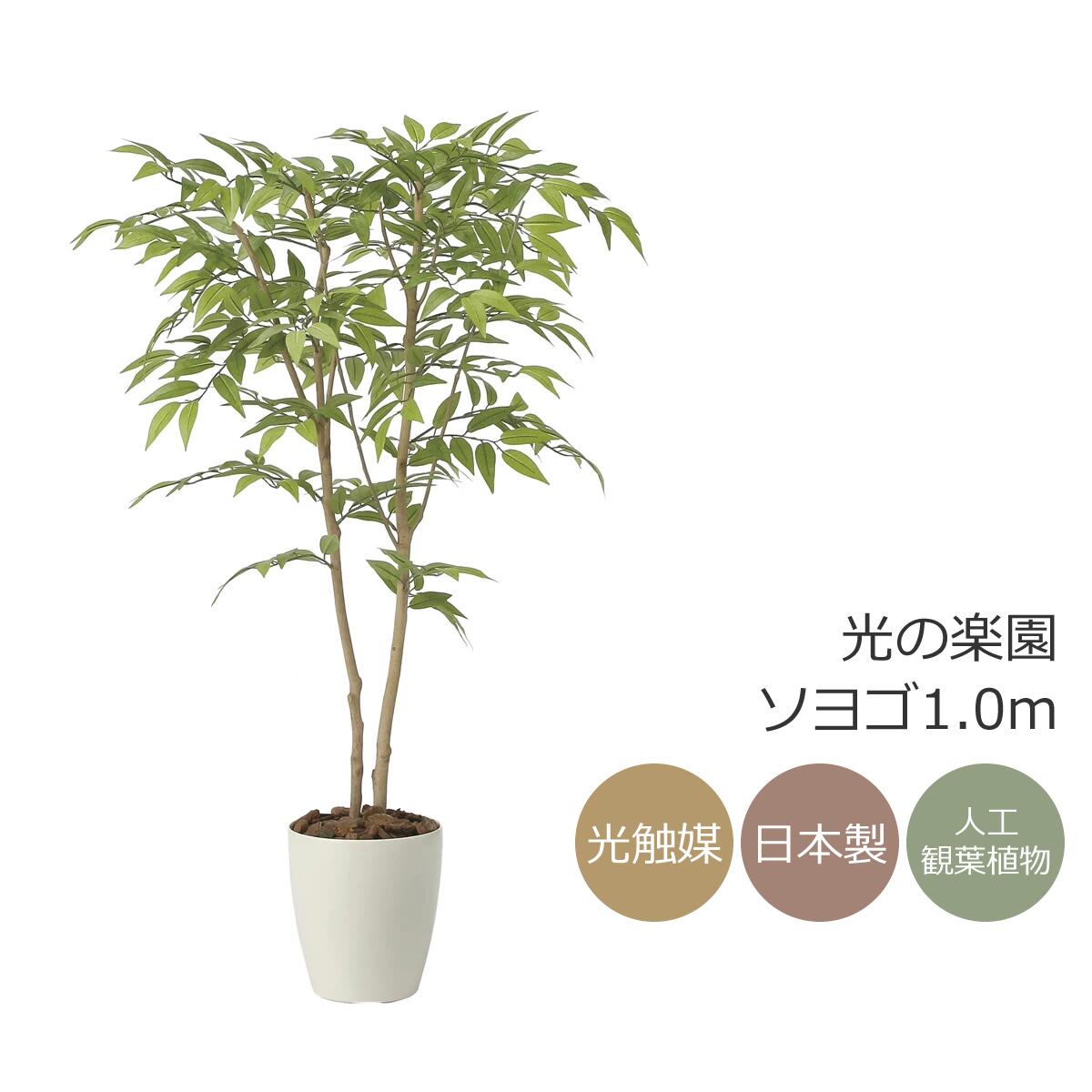 楽天市場】光触媒 光の楽園 クロモジ1.6 インテリア フェイクグリーン