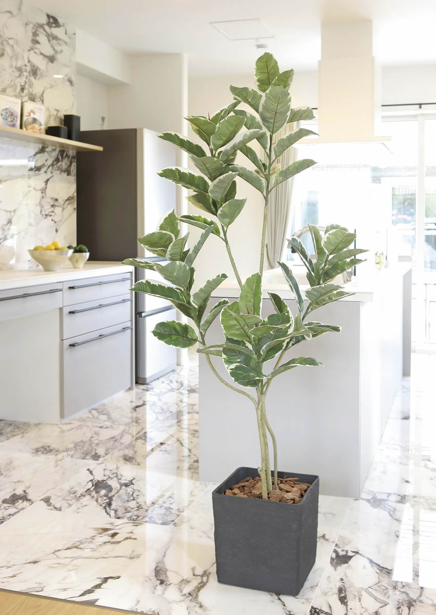 楽天市場】光触媒 人工観葉植物光の楽園 ウンベラータツリー1.8m