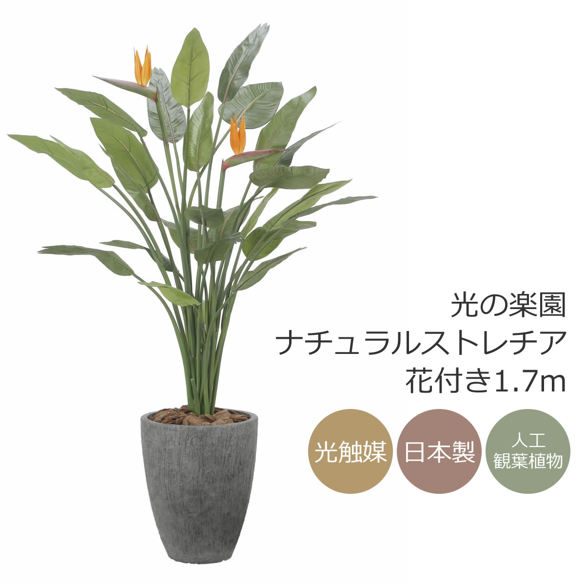 楽天市場】光触媒 光の楽園 ナチュラルトラベラーズパーム1.6