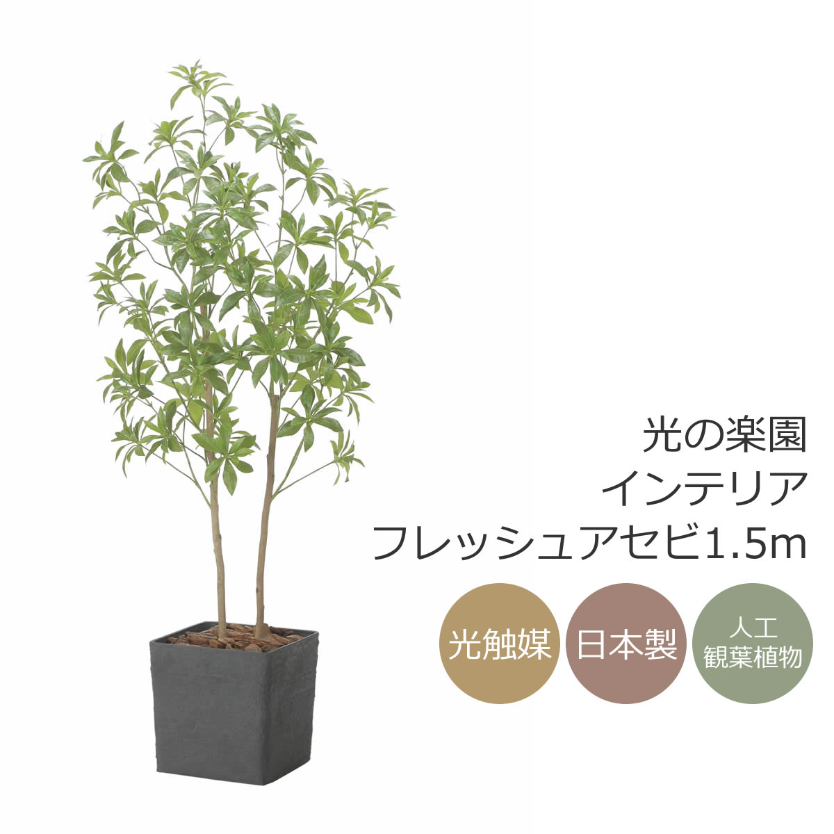 楽天市場】光触媒 光の楽園 インテリアフレッシュアセビ1.7m