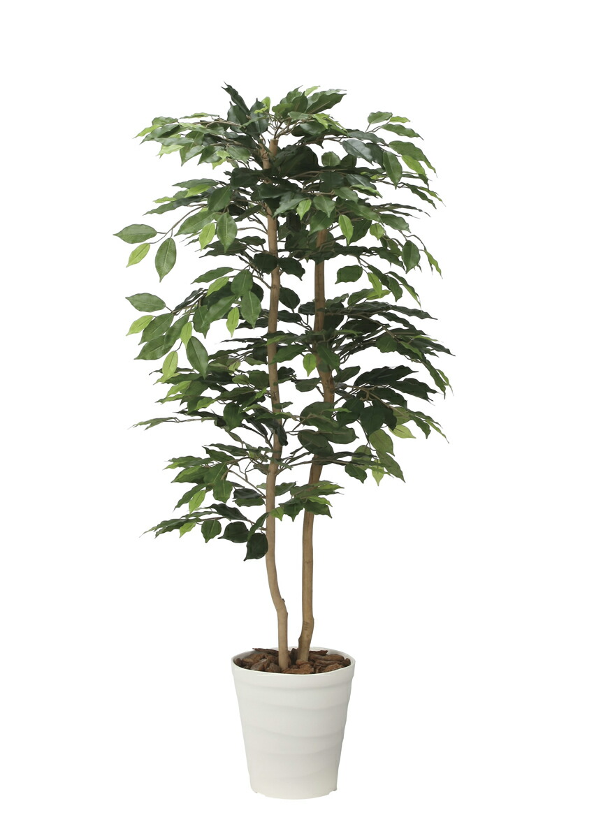 楽天市場】【取寄品】 フェイクグリーン 光触媒 ベンジャミン 170cm