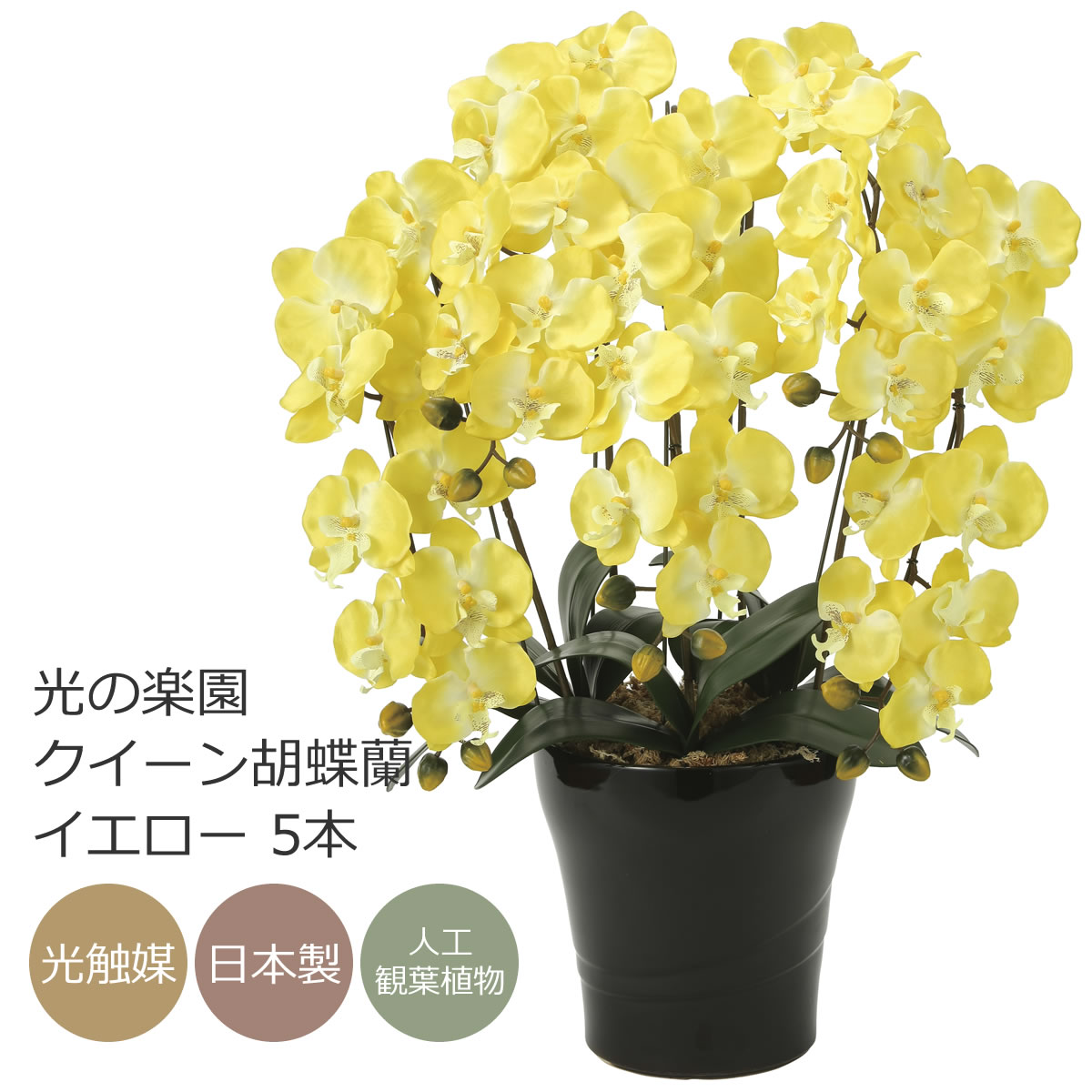楽天市場】光触媒 造花光の楽園 クイーン胡蝶蘭5本立W/AB【ラッピング