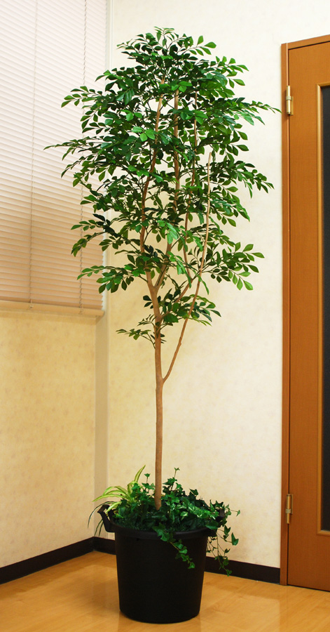 楽天市場 光触媒 人工観葉植物光の楽園 トネリコ1 8mフェイクグリーン 人工観葉植物 直営店限定商品 花と観葉植物の専門店 光の楽園