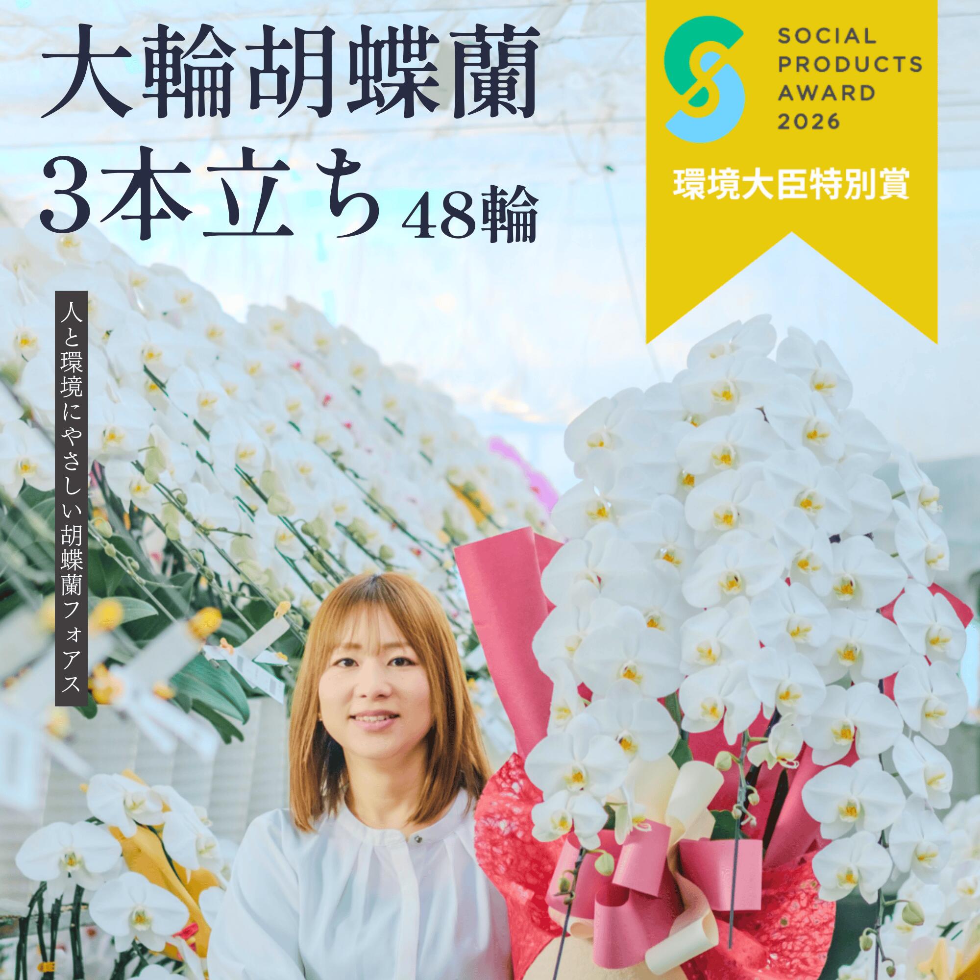 ＼無料リコールでくず物無し／ 夢見鳥蘭 大輪 定番3本立ち 48輪以上（蕾込）開店 開業  移し替える 入会 活け花 各種祝賀会差し上げ物やお供えに【北海道・沖縄・離島へのお届け不可】