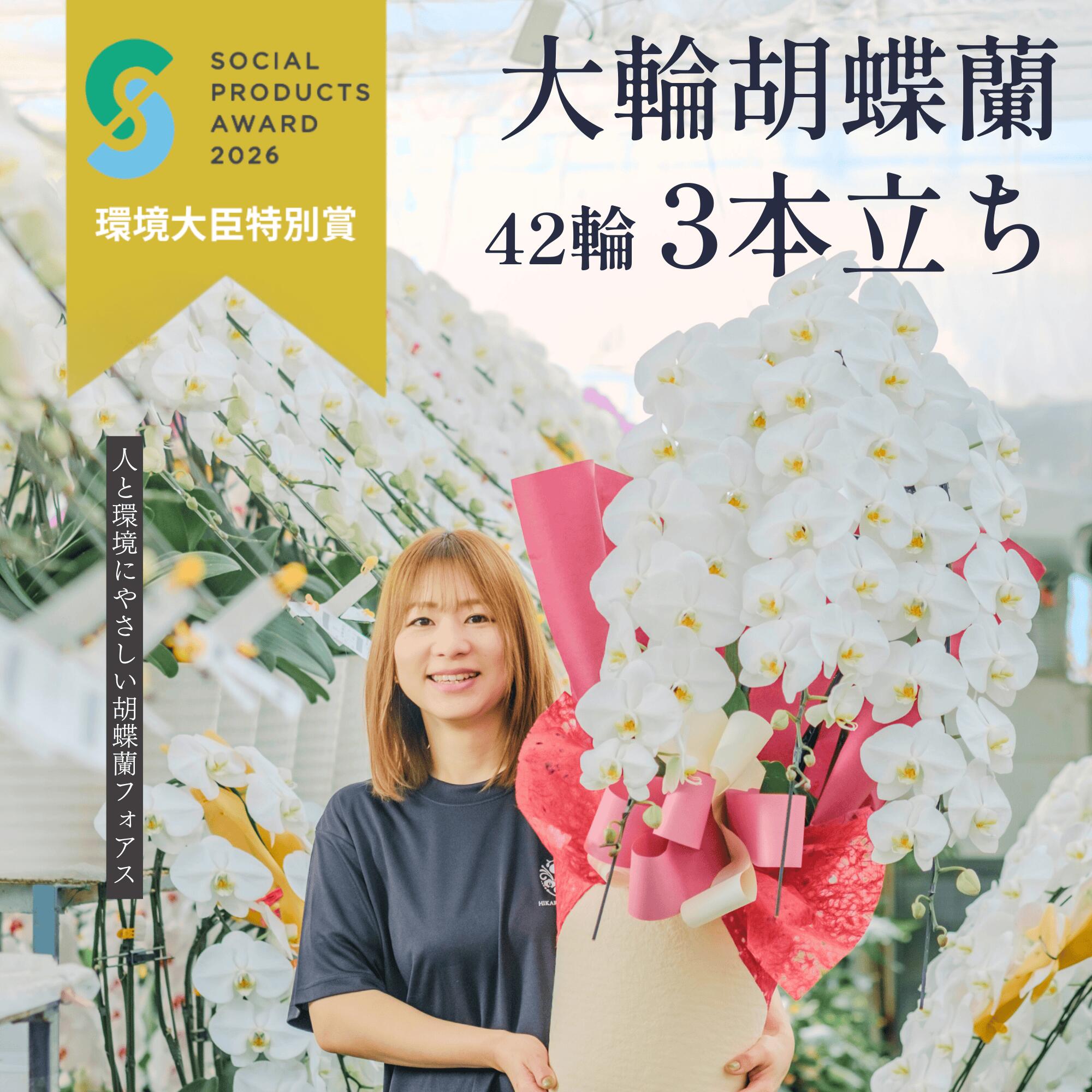 ＼度合い入賞！無料リコールでくず物無し／  夢見鳥蘭 定番の3本立ち 42輪以上（蕾込）開店 開業 移し替える 入会 活け花 各種祝賀会差し上げ物やお供えに【北海道・沖縄・離島へのお届け不可】