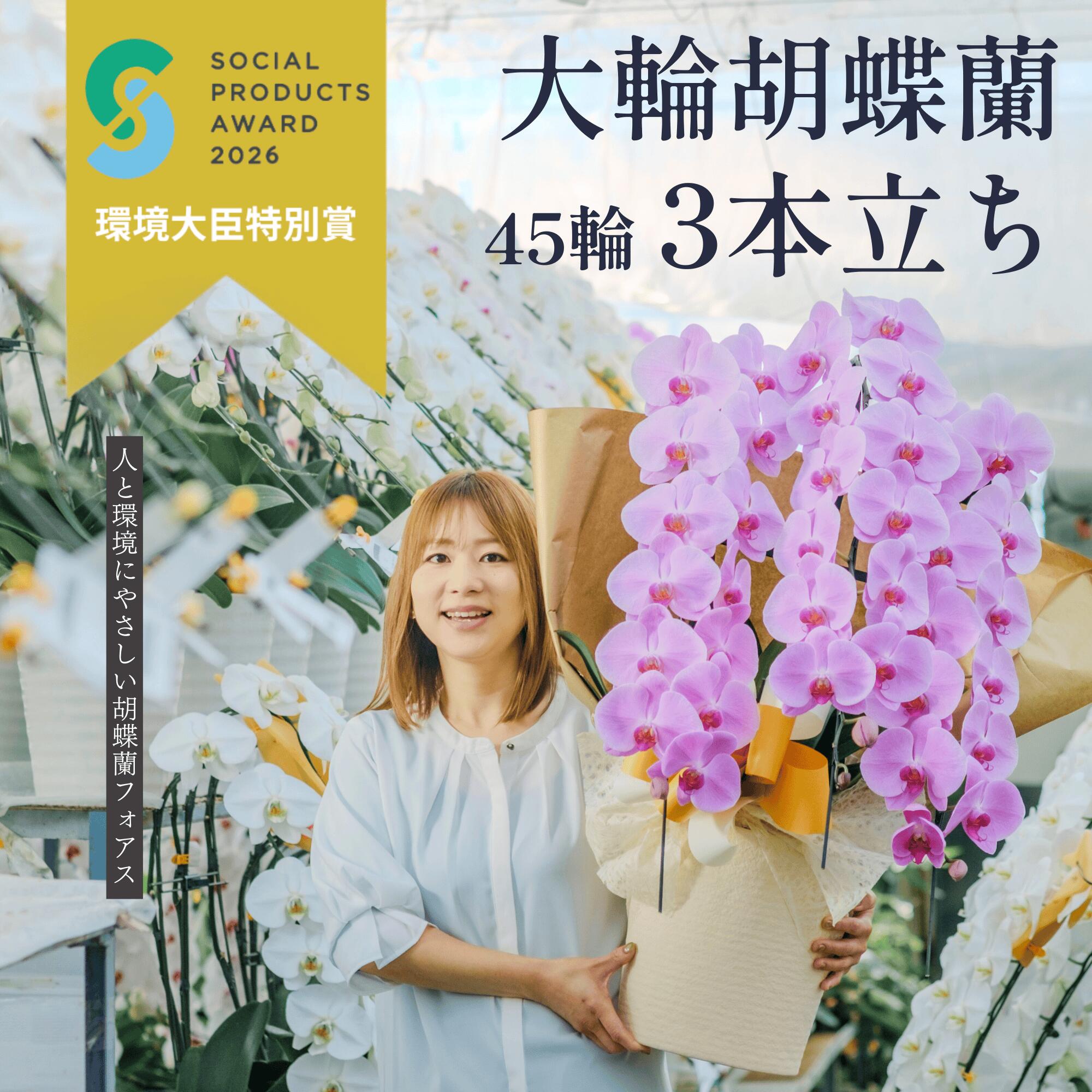 ＼無料リコールでくず物無し／  母の日に◎さくら色夢見鳥蘭 大輪 定番3本立ち 45輪以上（蕾込）開店 開業  移し替える 入会 活け花 各種祝賀会差し上げ物やお供えに【北海道・沖縄・離島へのお届け不可】