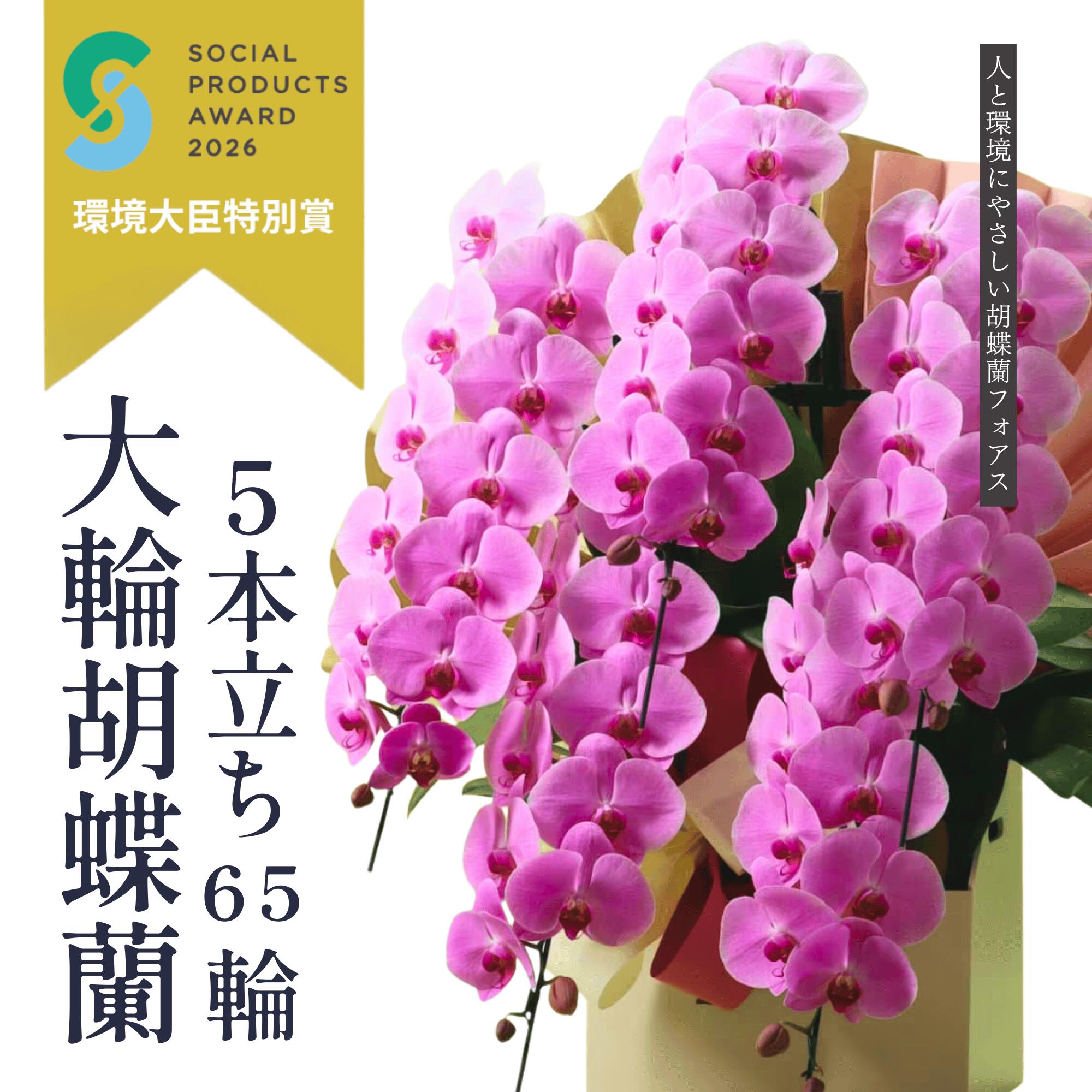 ＼無料リコールでくず物皆無／ サクラ色夢見鳥蘭 定番5本立ち 65輪以上（莟込）開店 開業  移し替える 着任 生け花 各種祝い事差し上げ物やお供えに【北海道・沖縄・離島へのお届け不可】
