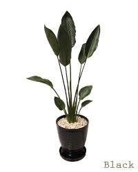 ストレチアレギネ L大いさ ※鉢は黒いことです。 花・観葉植物-観葉植物-花・ガーデン・DIY