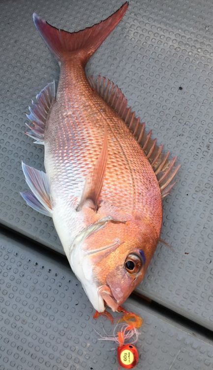 tairubber jet 100g釣具釣魚泰國熔岩鯛魚熔岩真鯛madai船近海處