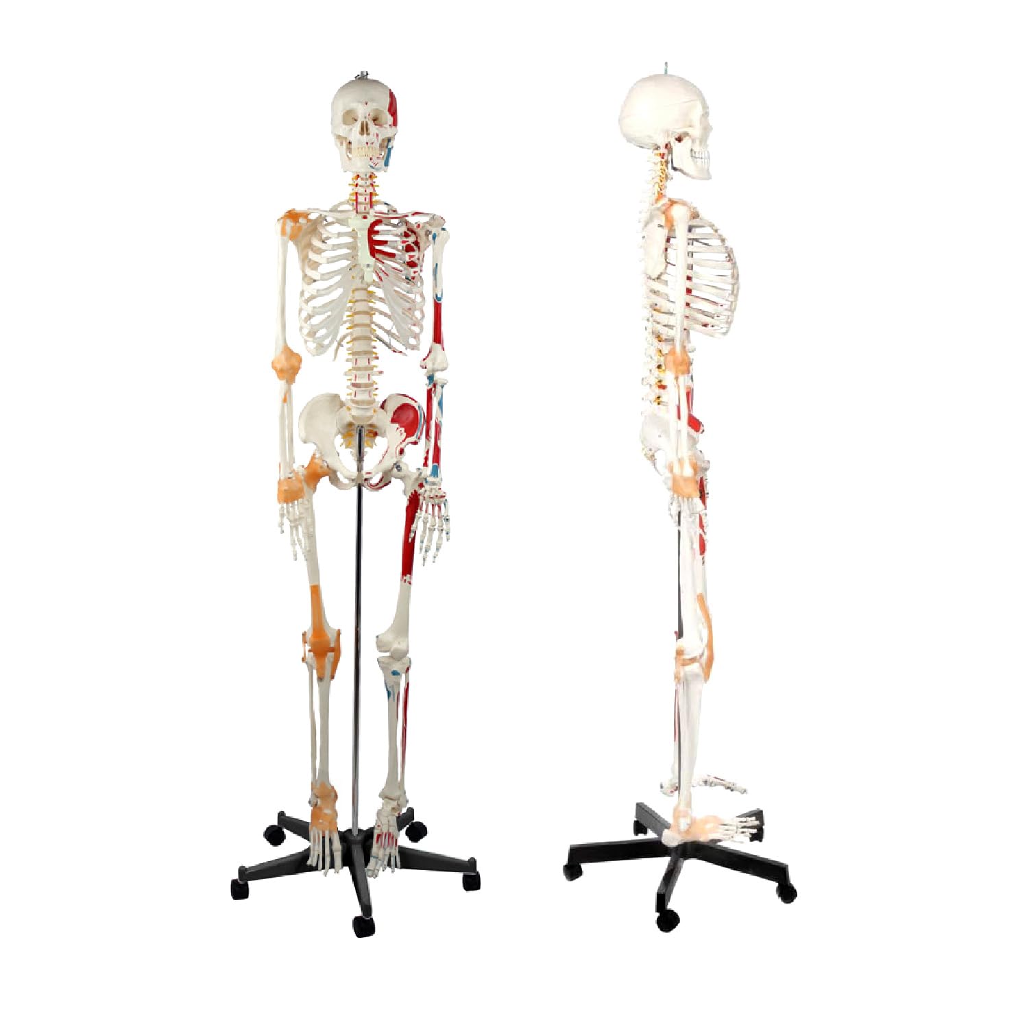 人体骨格模型 脊柱可動型の全身骨格模型 筋肉起始 170cm 等身大 高精度 Amazon.co.jp: 人体骨格模型 脊柱可動型の全身骨格模型 筋肉起始