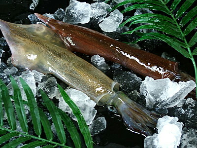 楽天市場 生イカ 生いか 生ヤリイカ 250g 2尾 送料込み 活 上げ 槍イカ オス 北海道ひっぱりダコ