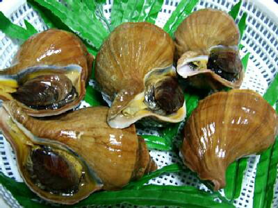 楽天市場】磯つぶ貝（エゾバイ）500g（北海道産） 冷蔵便 [磯つぶ貝