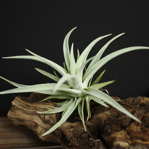 楽天市場 ティランジア ハリシー Tillandsia Harrisii チランジア 別名エアープランツ 平田ナーセリー楽天市場店