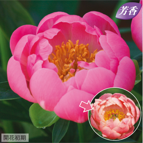 美しい花の画像 これまでで最高の芍薬 ピンク