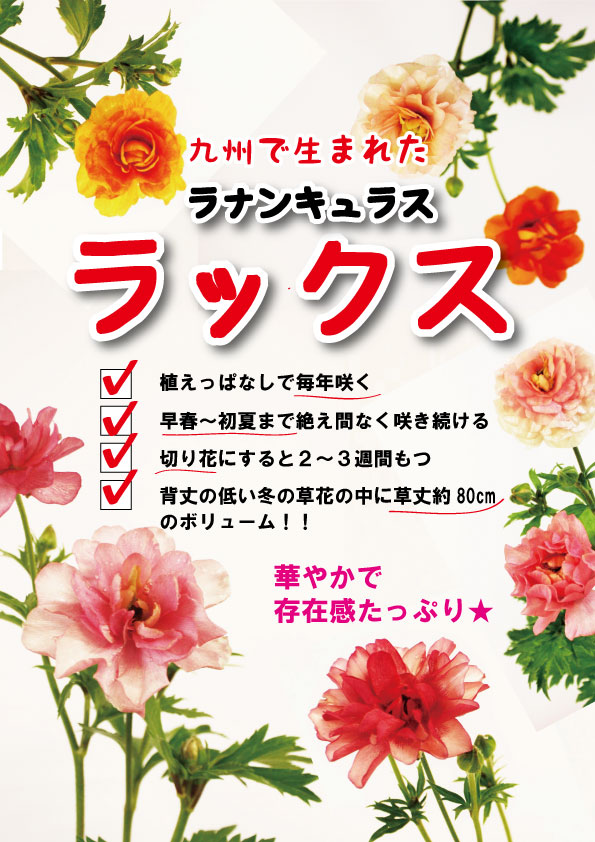 楽天市場 花苗 ラナンキュラス ラックス ミノアン 6寸ロングポット 平田ナーセリー楽天市場店