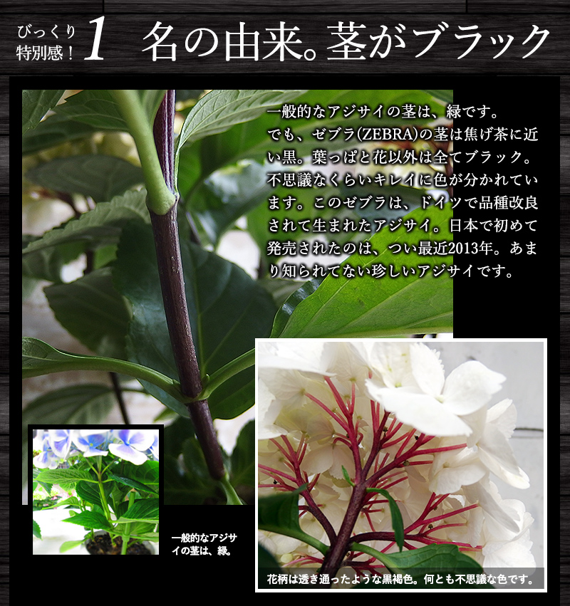 楽天市場 数量限定 貴重な大株 昨年も大好評 黒茎アジサイ ゼブラ ８号鉢 あじさい 紫陽花 平田ナーセリー楽天市場店