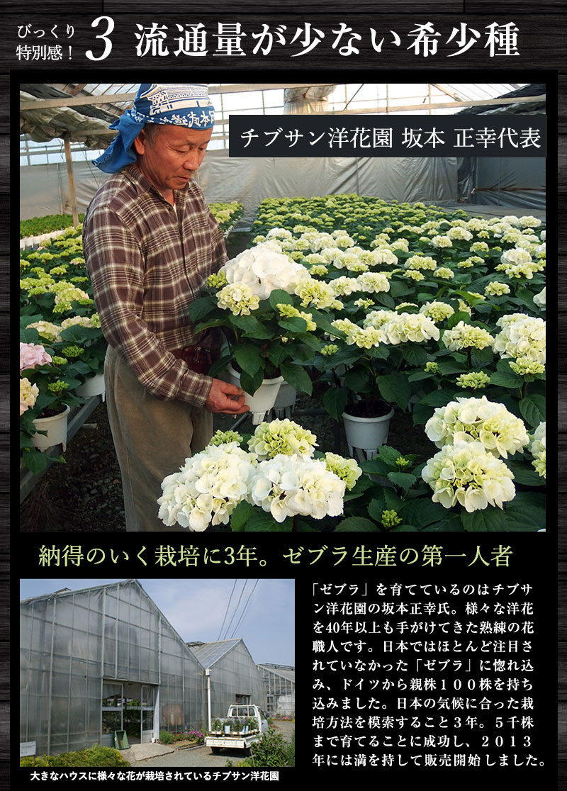 楽天市場 数量限定 貴重な大株 昨年も大好評 黒茎アジサイ ゼブラ ８号鉢 あじさい 紫陽花 平田ナーセリー楽天市場店