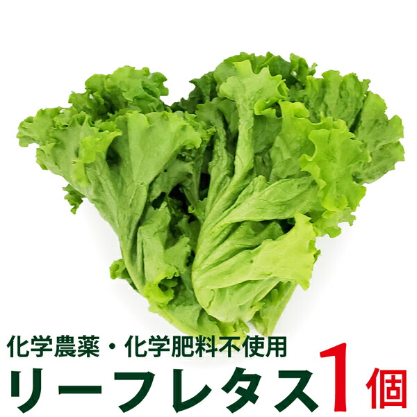 リーフレタス グリーンリーフレタス レタス 1個 化学農薬 肥料不使用 千葉県産 村越農場 限定モデル
