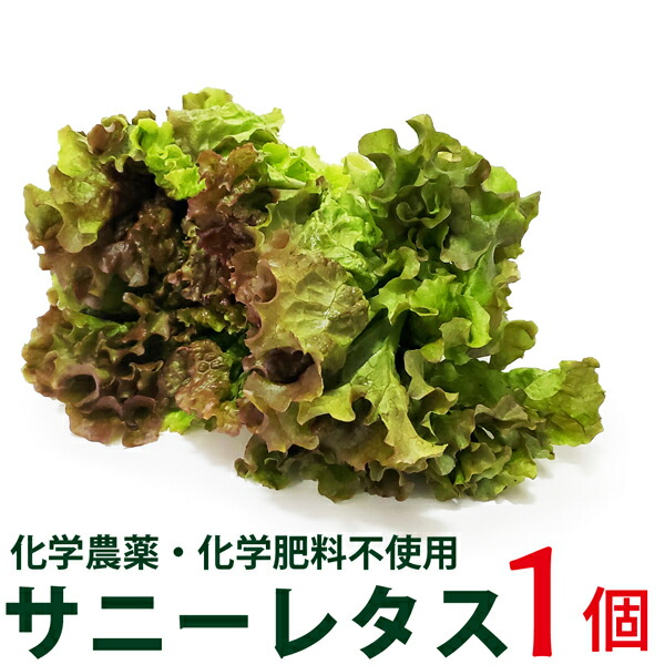 サニーレタス レタス 1個 化学農薬 肥料不使用 千葉県産 村越農場 楽ギフ のし宛書