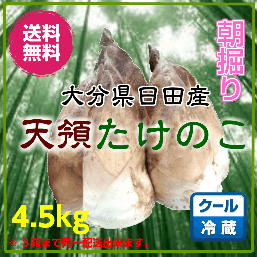 楽天市場 タケノコ 大分県日田産 4 5ｋｇ タケノコ筍 たけのこ 竹の子 生たけのこ 生竹の子 生タケノコ 生筍 朝掘り筍 朝掘りたけのこ 朝掘り タケノコ 朝掘り筍 日田 もりやま青果