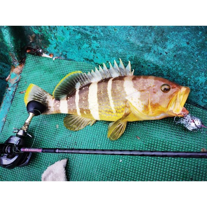 鯛ラバ仕掛け2色セット100g150g200gタイラバ夜光リアル魚眼