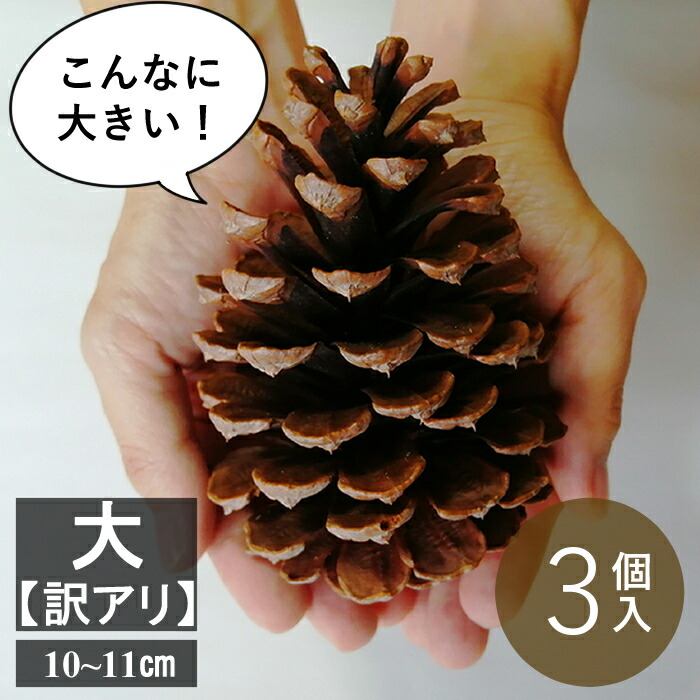 楽天市場 人気no １ 大きなまつぼっくり３個入り 特大 約12センチ以上 ハンドメイド 飾 インテリア 門松 正月 クリスマス 工作 作品 材料 長崎県 国産大きい 大きな 大 ビッグ Big 松ぼっくり 松かさ 松笠 松毬 安心安全にこだわったお店ヒトマキ