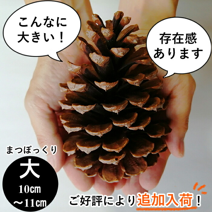 楽天市場 まつぼっくり大3個入り 大 約10 11センチ お正月 門松 しめ縄 クリスマス 材料 リース 大きい松ぼっくり まつぼっくり マツボックリ 松かさ まつかさ 松毬 マツかさ マツカサ 国産 大きな おおきい 安心安全にこだわったお店ヒトマキ