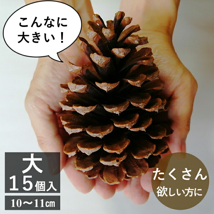 大きなまつぼっくり15個入り大容量新登場 ハンドメイド 飾 インテリア 門松 正月 クリスマス 工作 作品 材料 長崎県 国産 大きい 大 ビッグ Big 松ぼっくり 松毬 松かさ まつかさ 装飾 ドライフラワー 花材 Pinecone Sale 69 Off