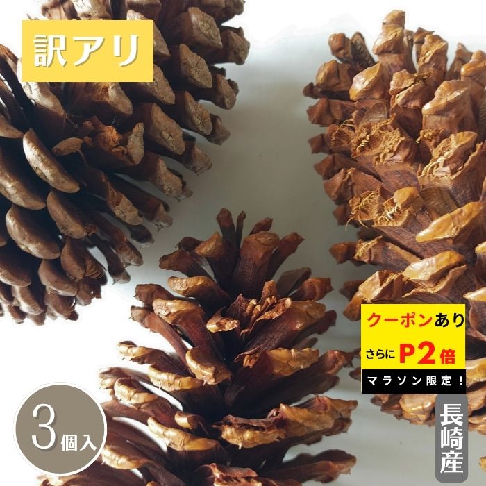 松ぼっくり様用 楽天市場】12cm〜15cm程度□超巨大 国産 松ぼっくり