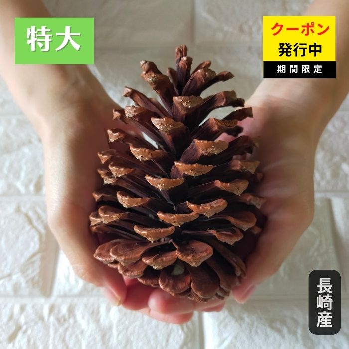 mt～様ご注文商品やすの松ぼっくり大量14㎝ mt～様ご注文商品やすの松ぼっくり大量14㎝